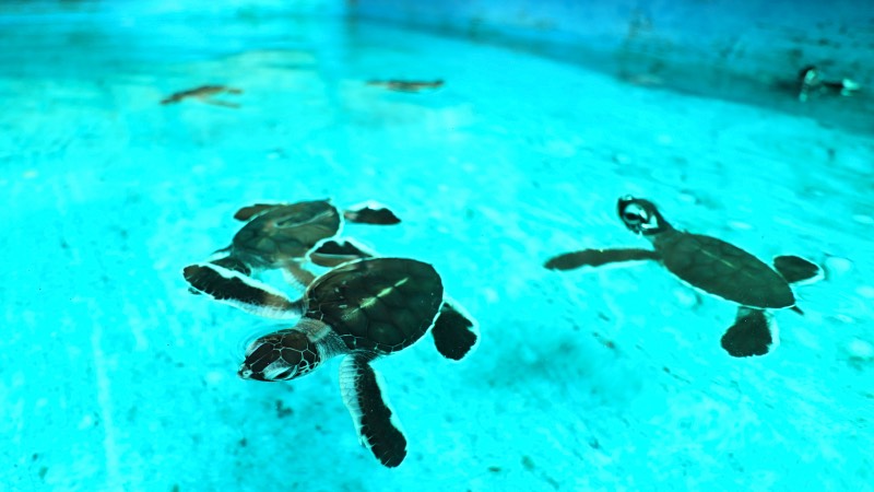 Turtle sanctuary in Kerachut Beach, Penang