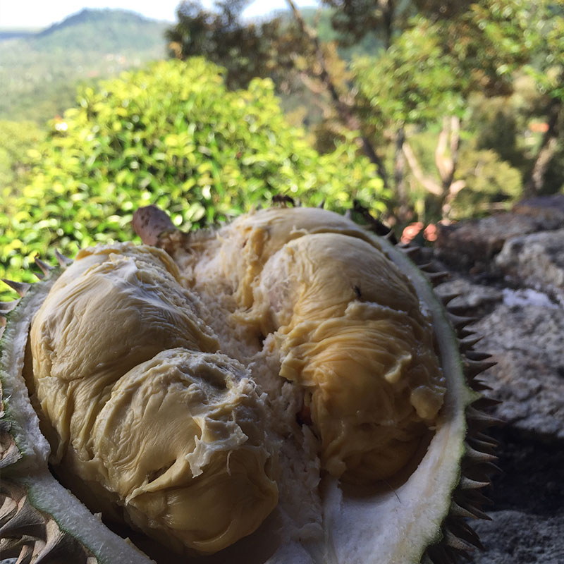 Fresh durian fruits at Bao Sheng Durian Farm